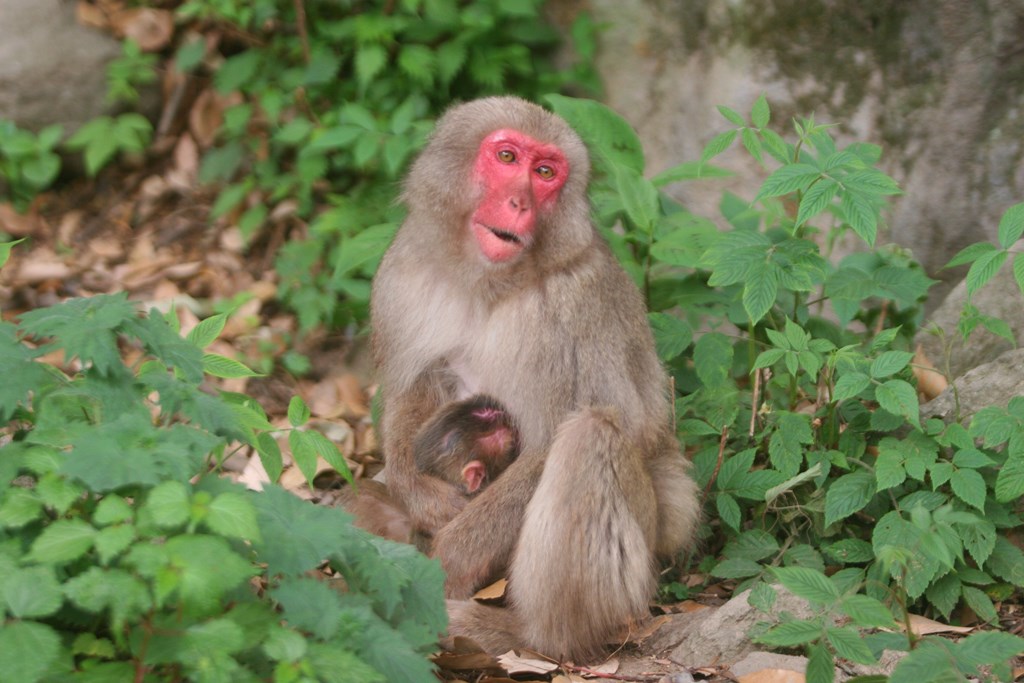高崎山スタッフブログ | 高崎山のサル達の楽しい日常をのぞいてみよう