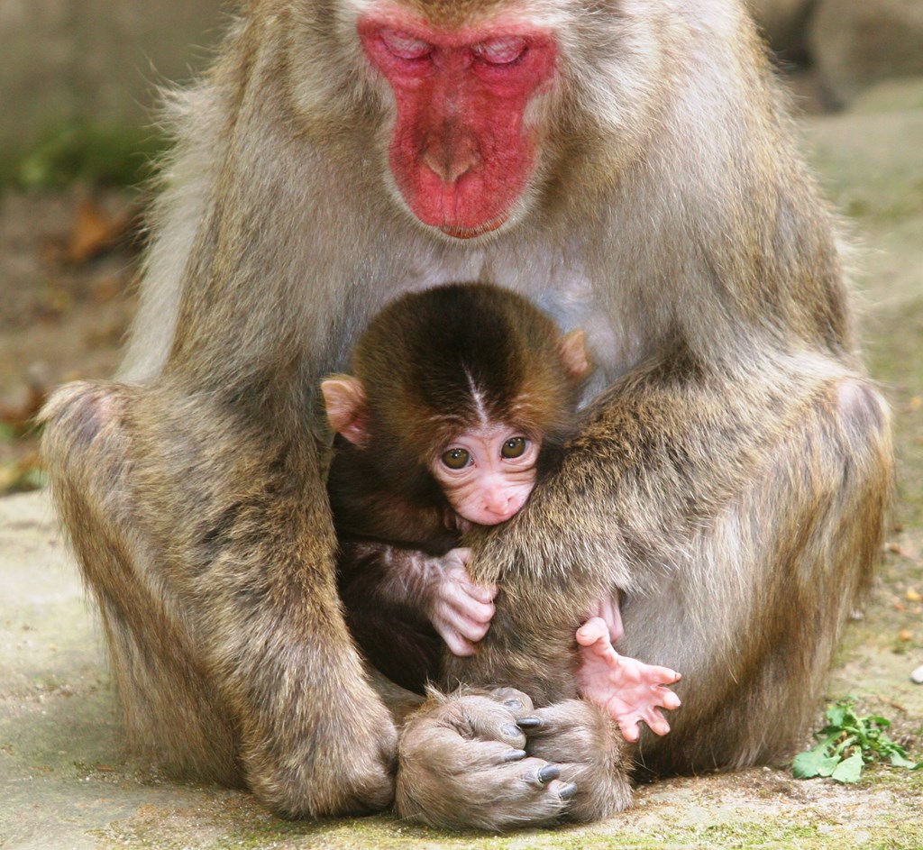 産まれて20日目のカンレキくん