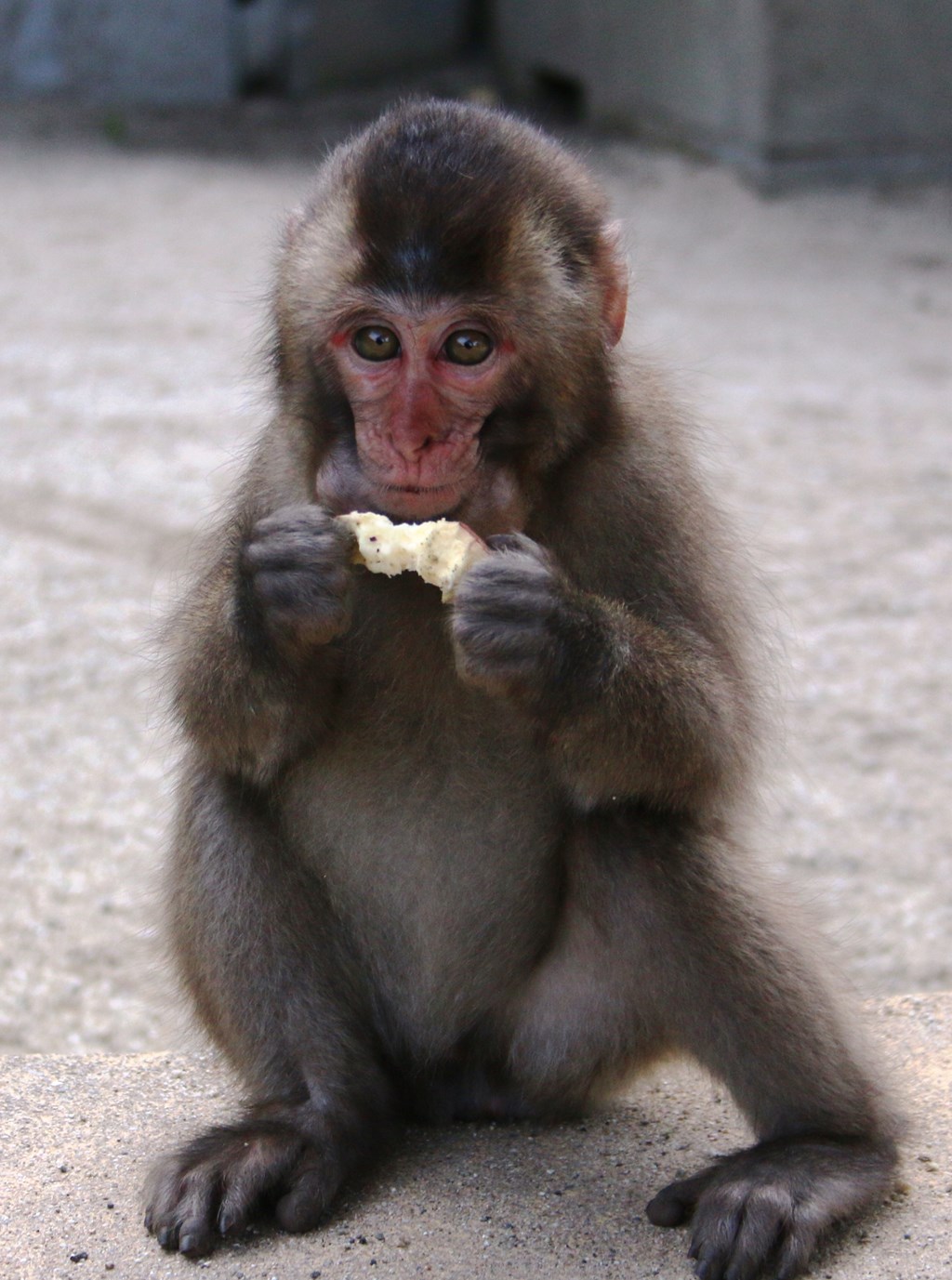 コザルのイモ食べ