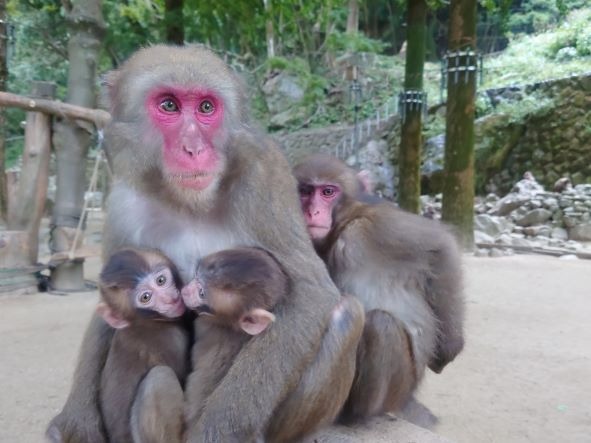 マツバと2頭の赤ちゃん、右側はミラクル