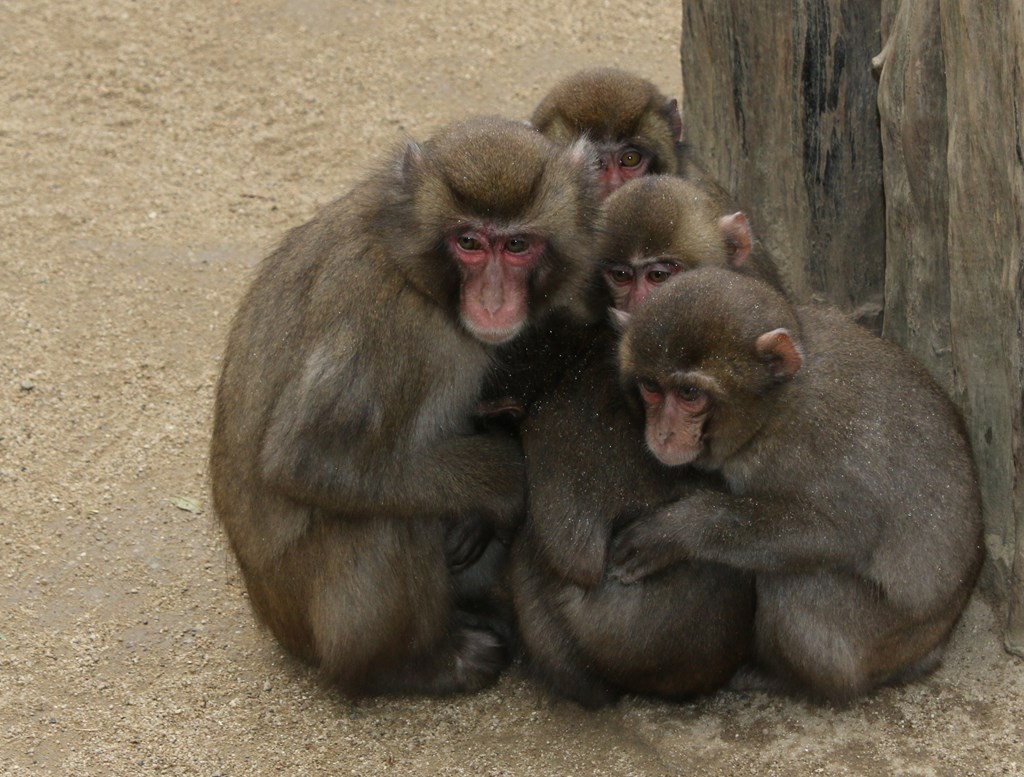 コザルばかりのサルだんご