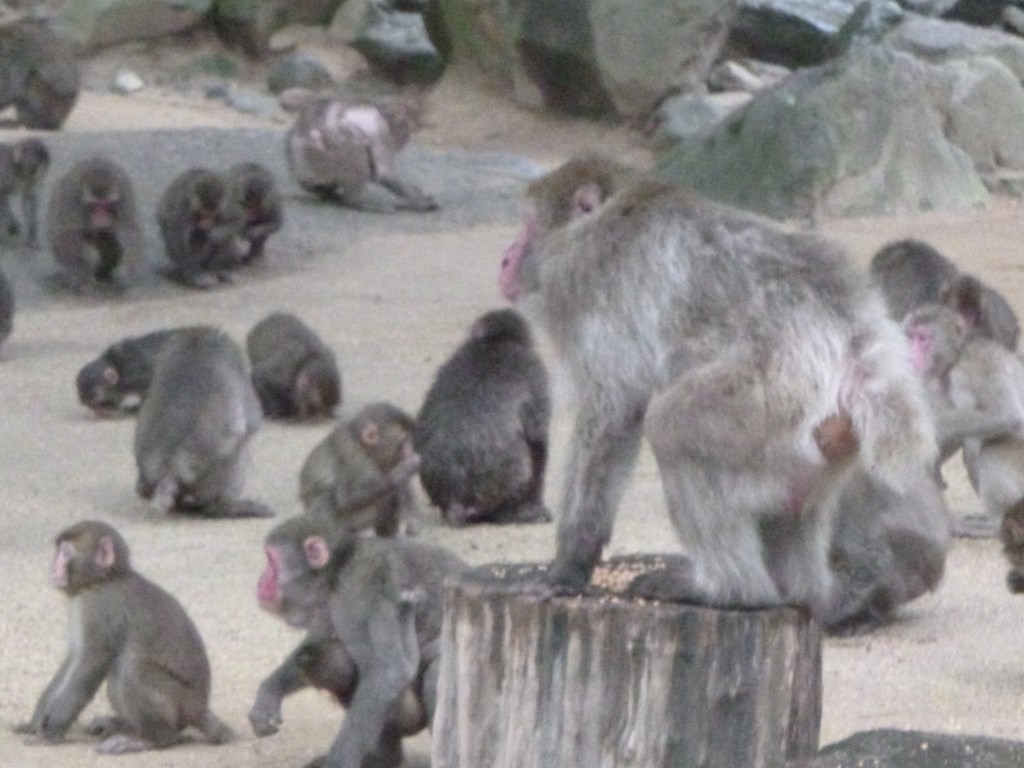 切り株のベンツ