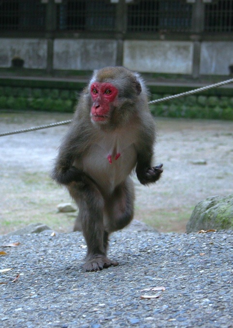 サヤカちゃん