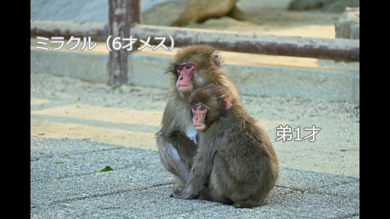ミラクルに寄り添う弟