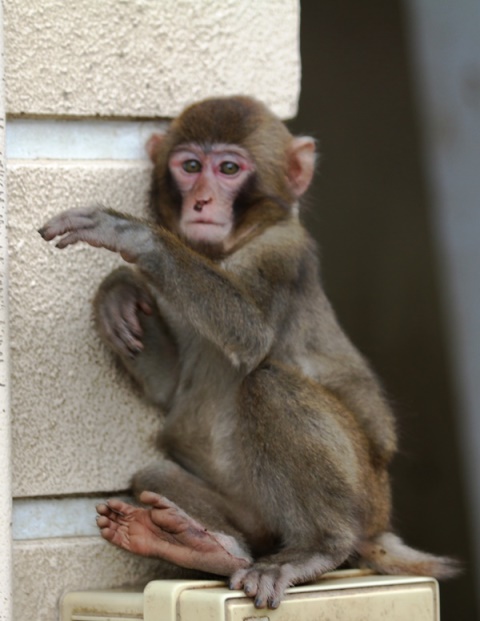 シルバーウィーク スタッフブログ 高崎山自然動物園