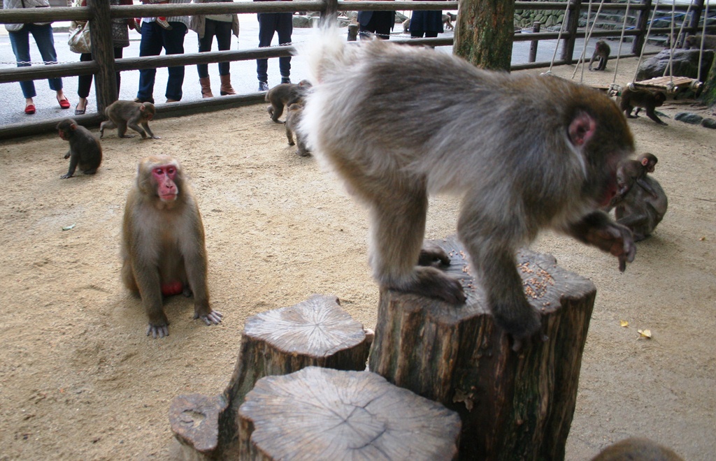 ベンツとオオムギ