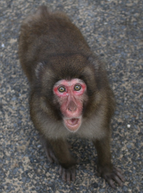 怒ってる スタッフブログ 高崎山自然動物園