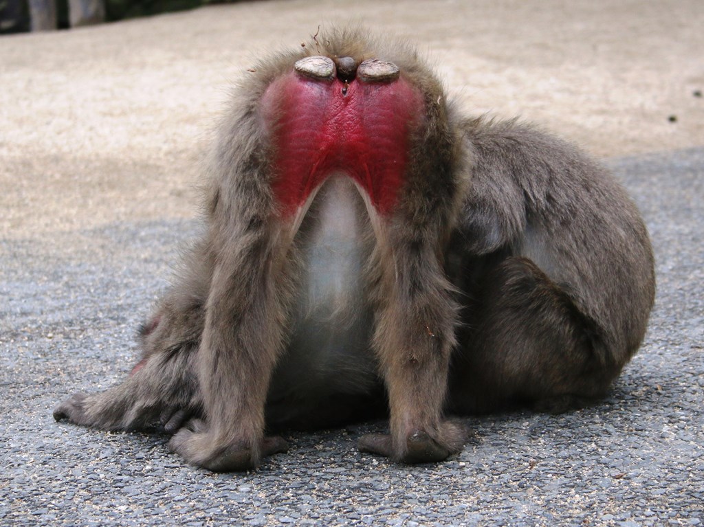 お尻