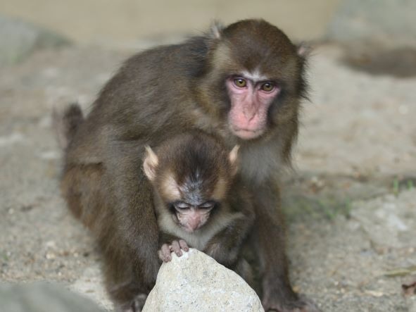 赤ちゃんの面倒を見るミラクル