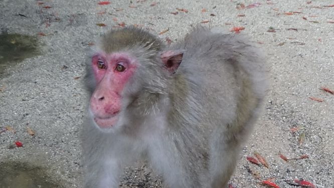 イケメンが スタッフブログ 高崎山自然動物園