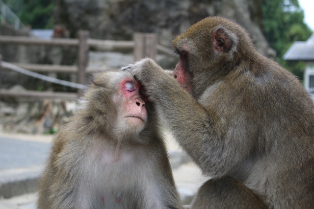 毛づくろい スタッフブログ 高崎山自然動物園