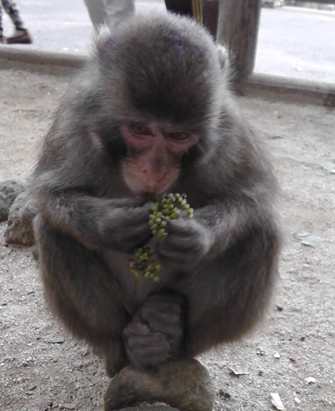 山椒の実を食べるサル