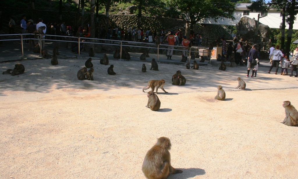 イモ待ちのサル