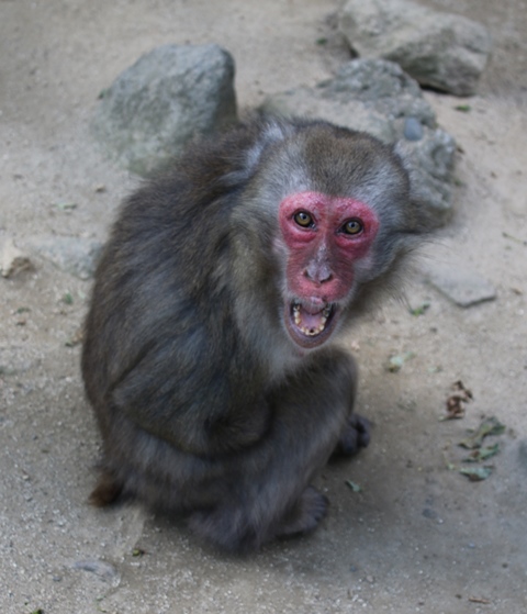 サヤカ