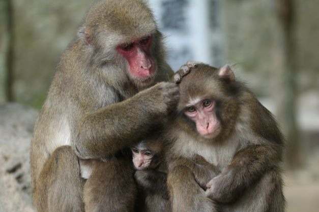 マツバとミラクル、マツバの胸元に2頭の赤ちゃん