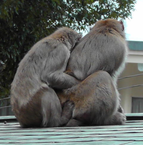 ハトムギとミルサー