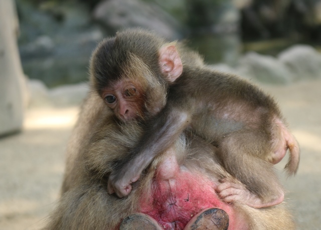 やさしい しっぽ スタッフブログ 高崎山自然動物園