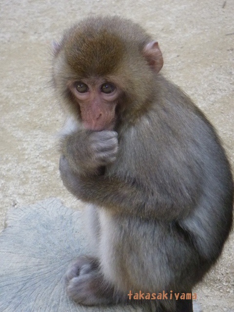 可愛い子ザルです スタッフブログ 高崎山自然動物園