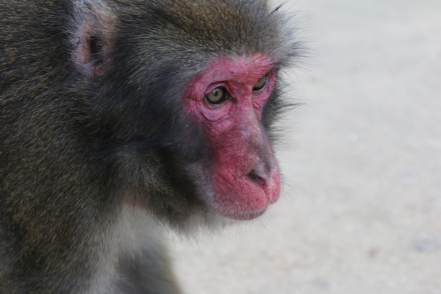 やさしい しっぽ スタッフブログ 高崎山自然動物園