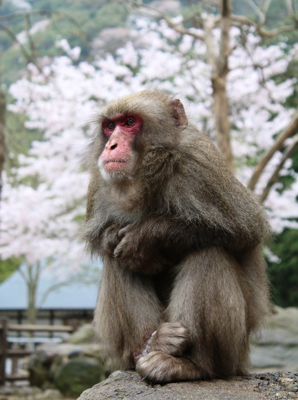 花見のカンサー