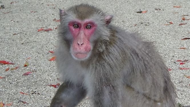 イケメンが スタッフブログ 高崎山自然動物園