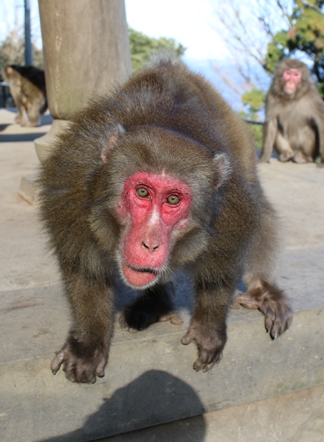 怒っているサル達 Gt Lt スタッフブログ 高崎山自然動物園