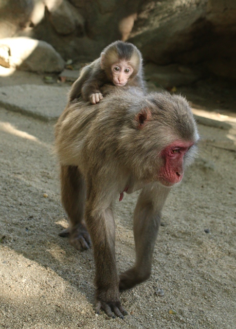 カバの赤ちゃん