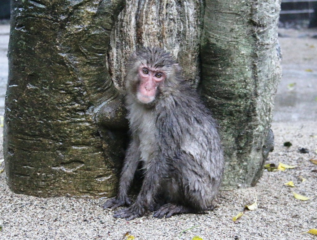 おサルの雨やどり スタッフブログ 高崎山自然動物園