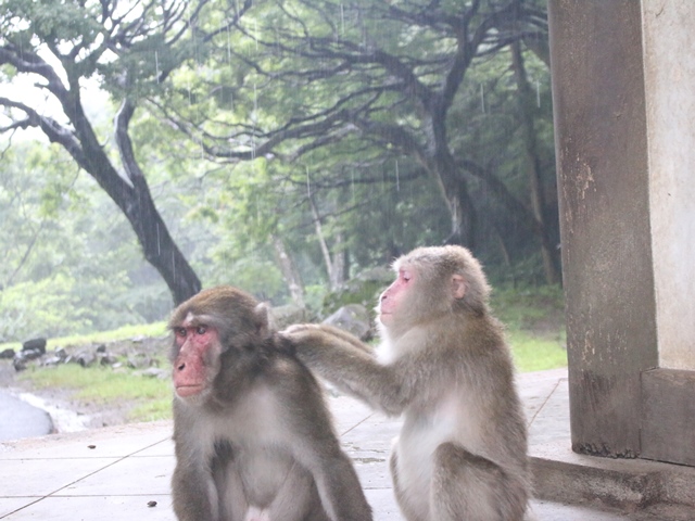 雨宿り スタッフブログ 高崎山自然動物園