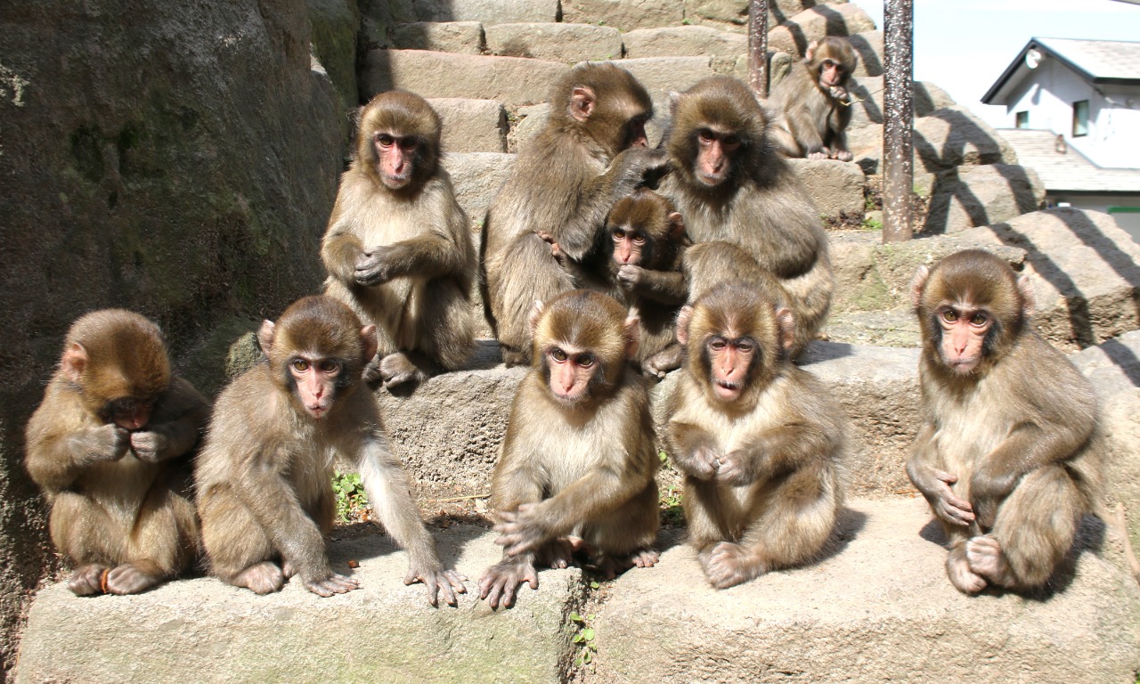 「ひなだん」ではなく「サルだん」