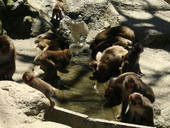 水を飲むB群のコザルたち