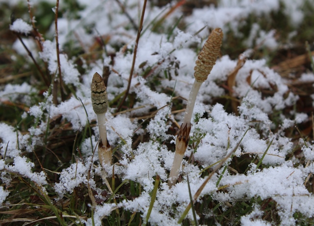 雪とつくし