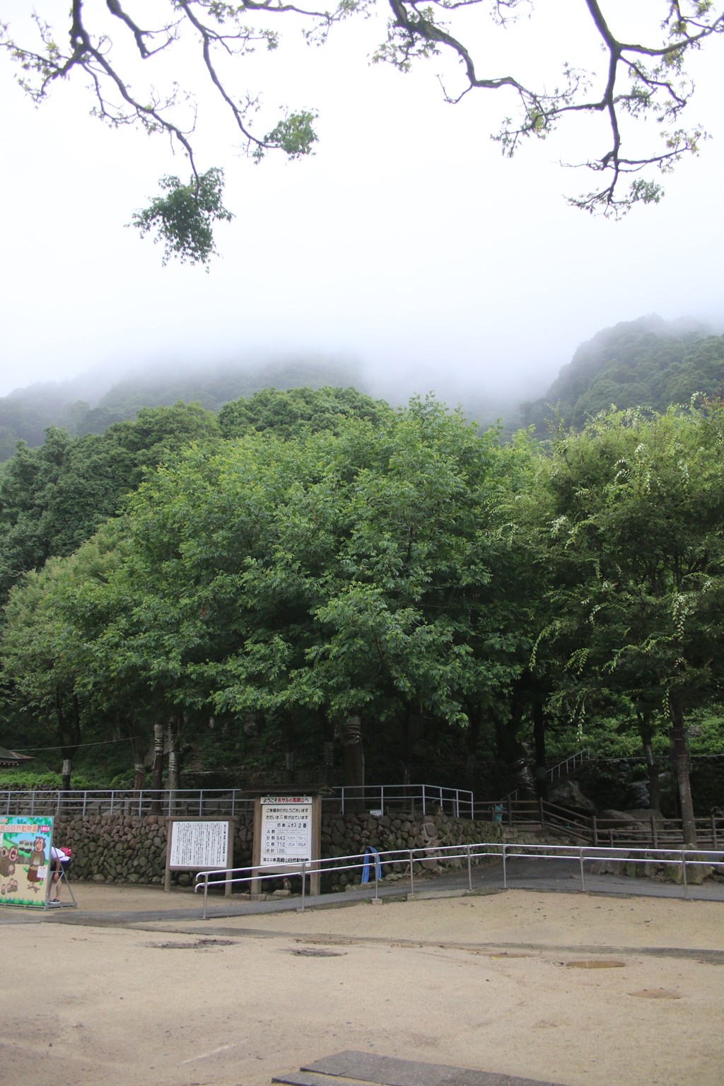 朝の高崎山