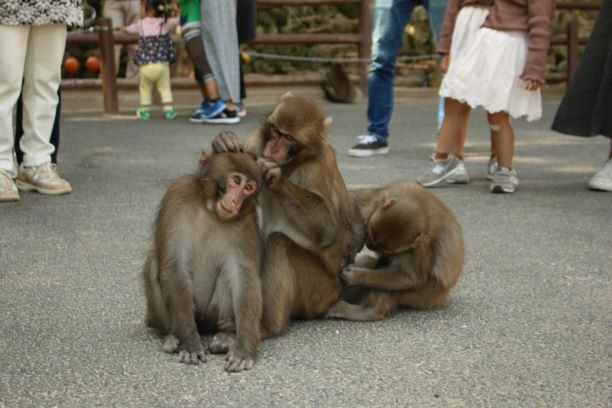 秋と言えば スタッフブログ 高崎山自然動物園