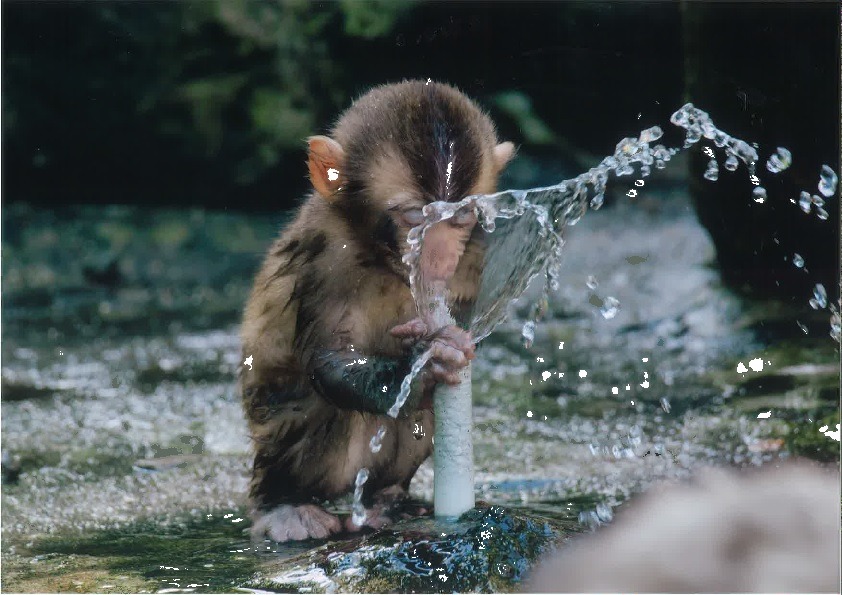 水をのむ子猿